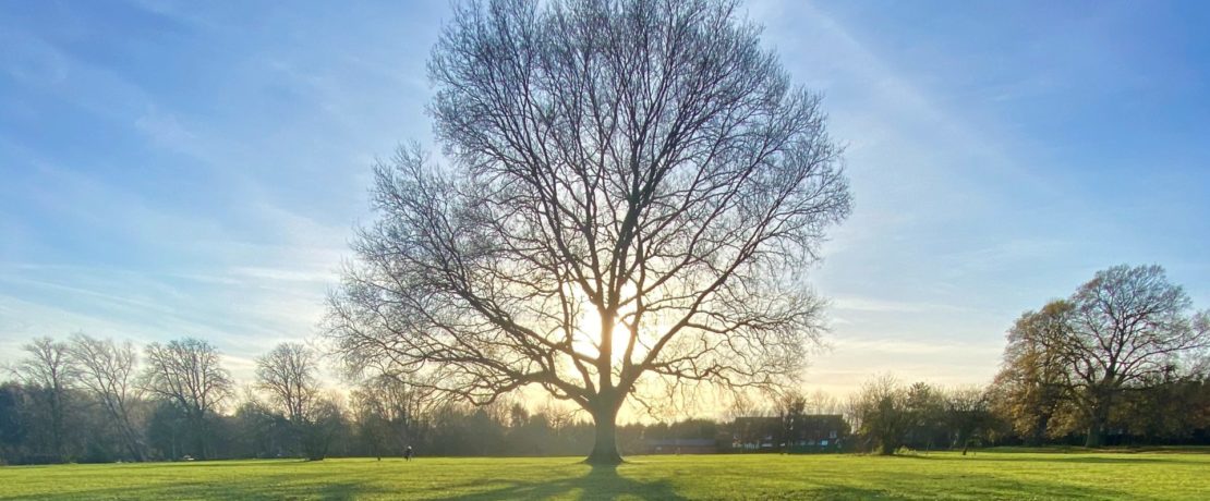 Sun casting a shadow through a bare tree