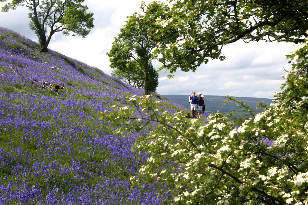 People walking among purple flowers