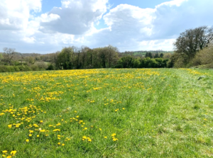 Area of the proposed Oakerthorpe Retirement Village